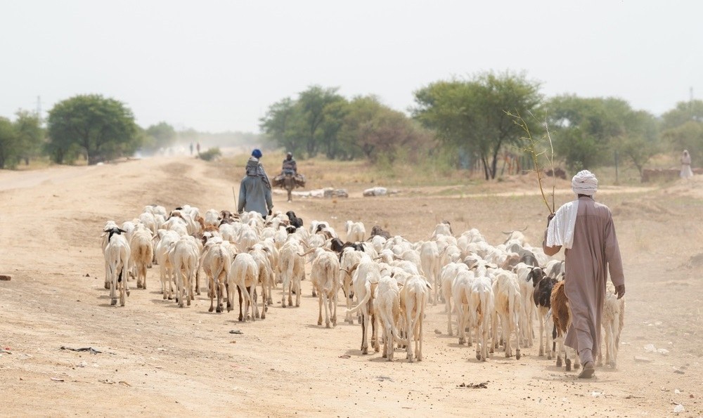 Pastoralists herding sheep and goats in northern Kenya