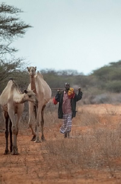 Camels and herders in Mandera County
