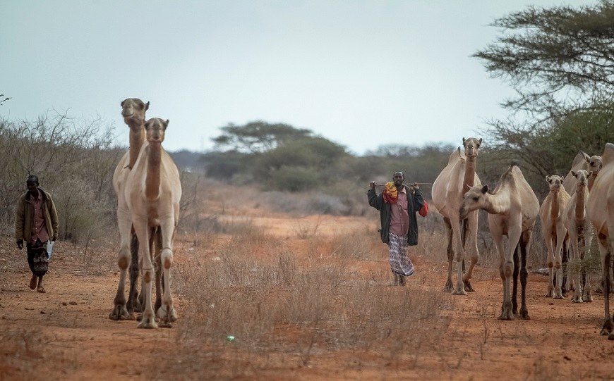 Camels and herders crossing the rangelands of the Horn of Africa